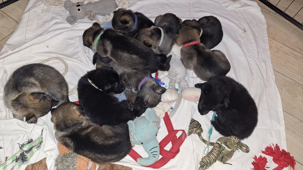 Chiot Berger Allemand des orckis de l'adret