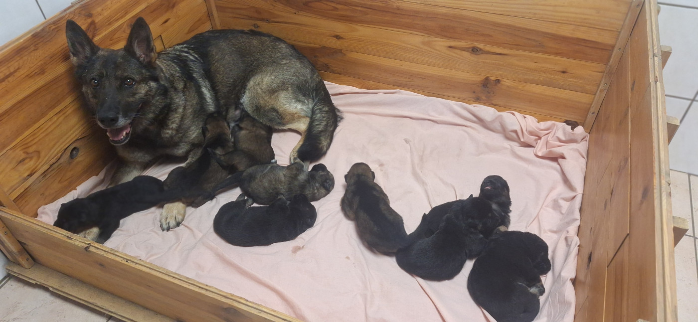 Chiot Berger Allemand des orckis de l'adret