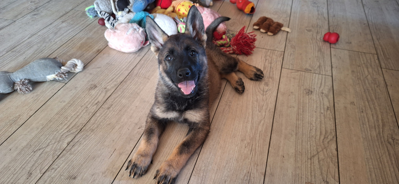 des orckis de l'adret - Chiots disponibles - Berger Allemand