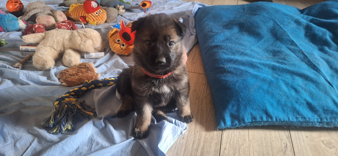 des orckis de l'adret - Chiots disponibles - Berger Allemand