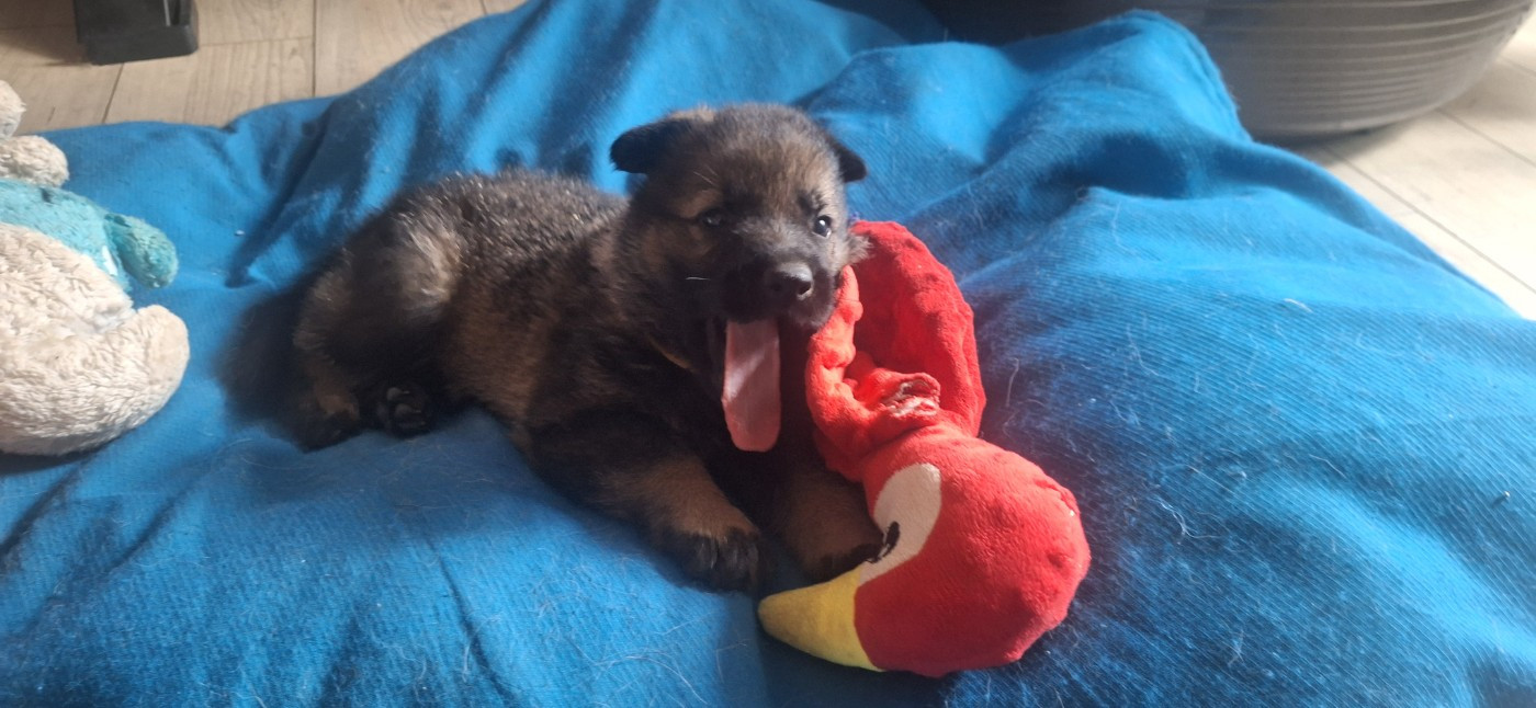 des orckis de l'adret - Chiots disponibles - Berger Allemand