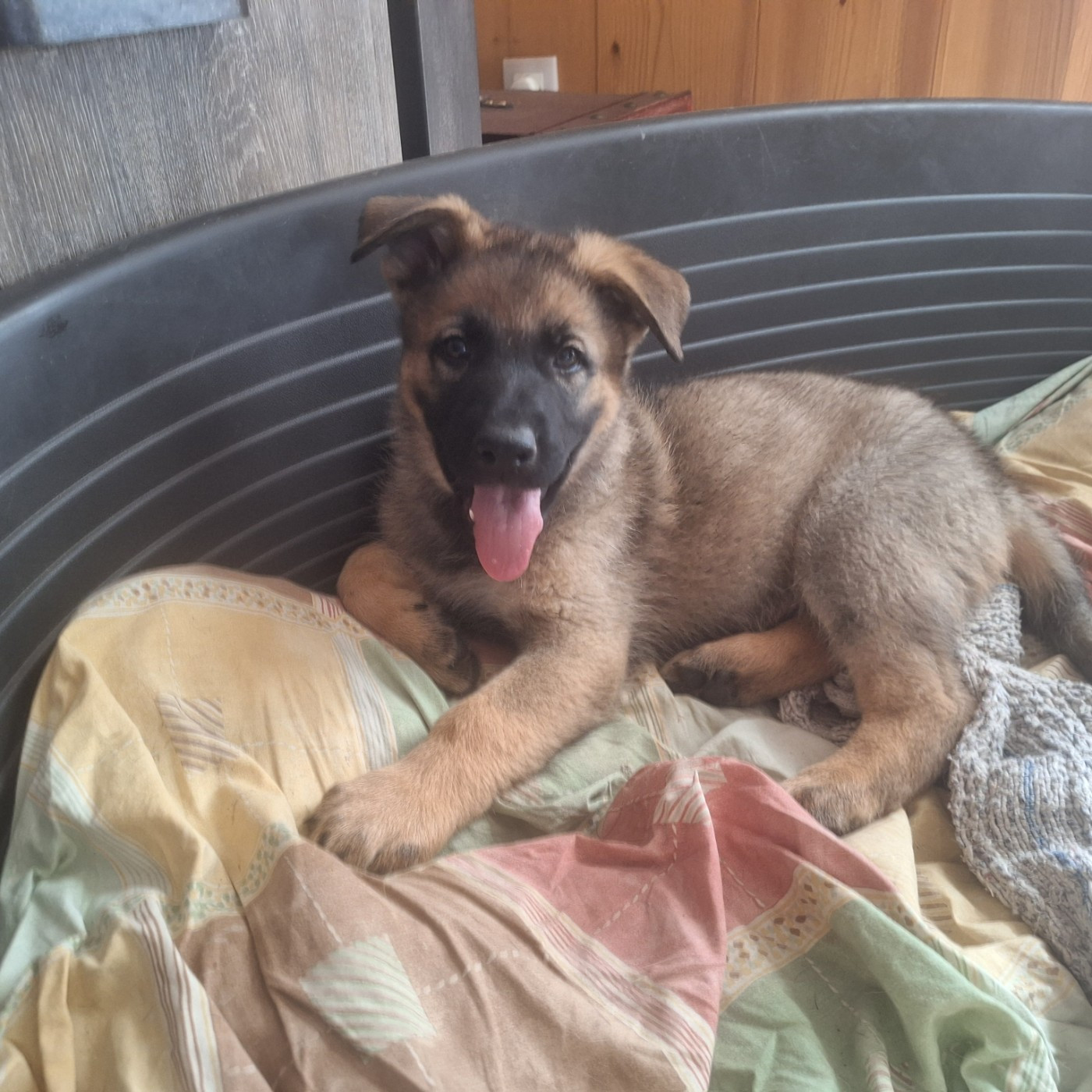 des orckis de l'adret - Chiots disponibles - Berger Allemand