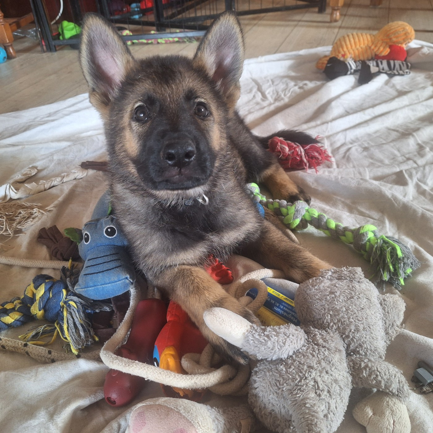 des orckis de l'adret - Chiots disponibles - Berger Allemand