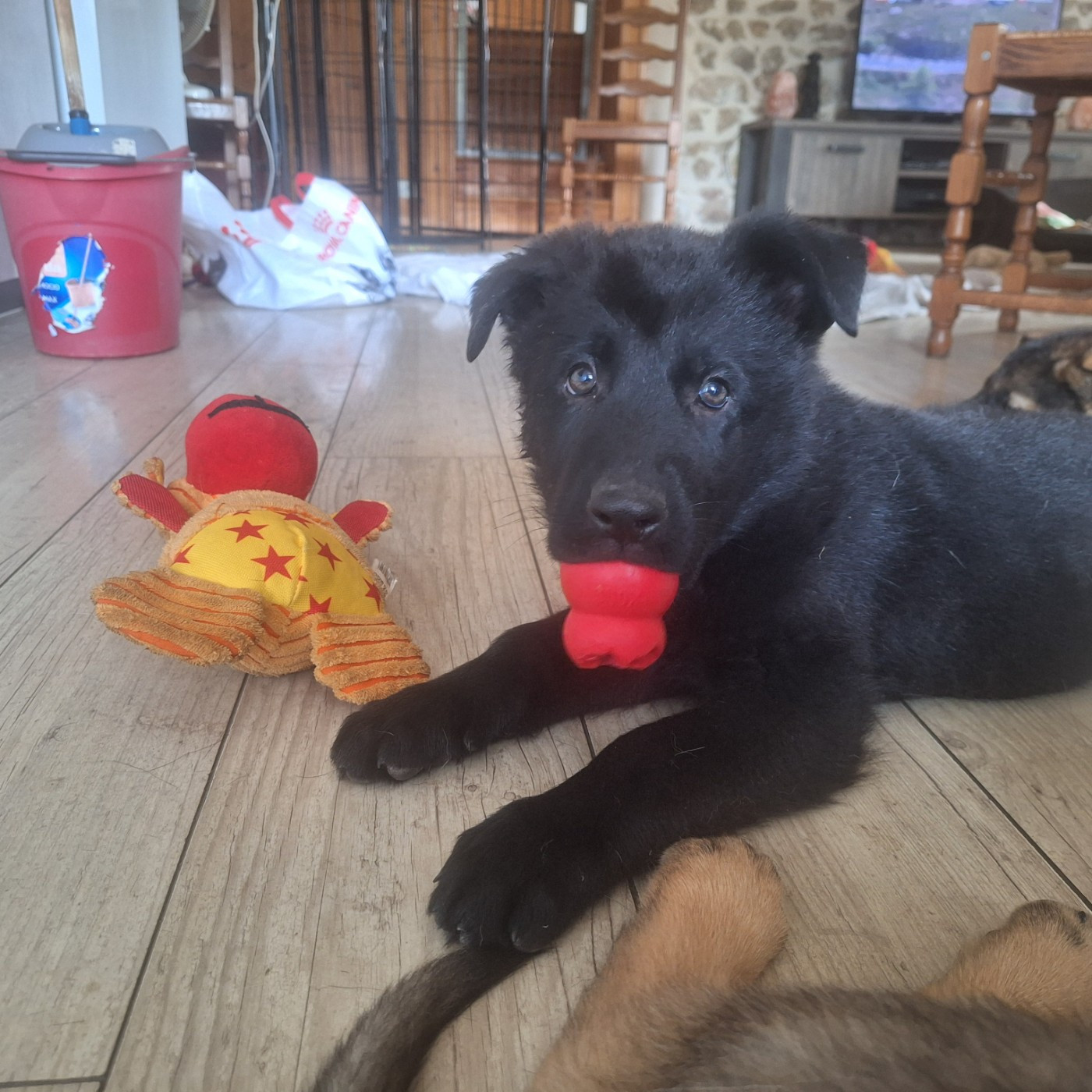 des orckis de l'adret - Chiots disponibles - Berger Allemand