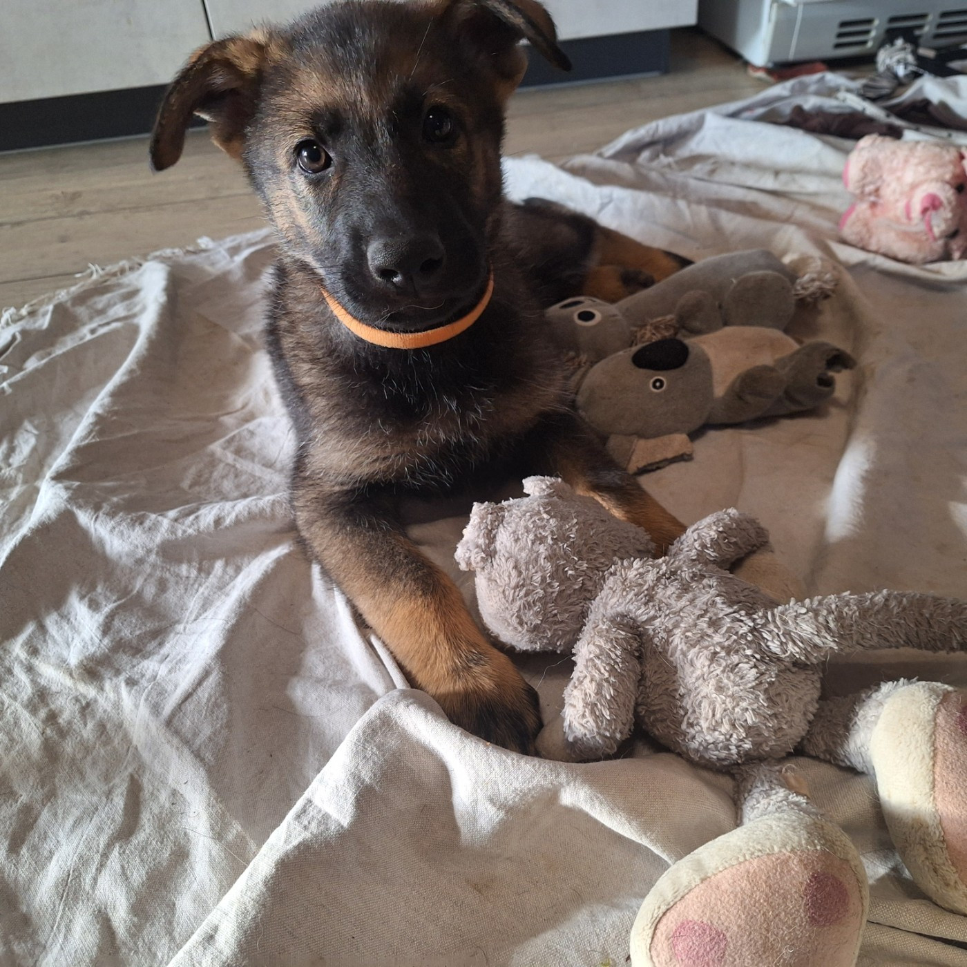 des orckis de l'adret - Chiots disponibles - Berger Allemand