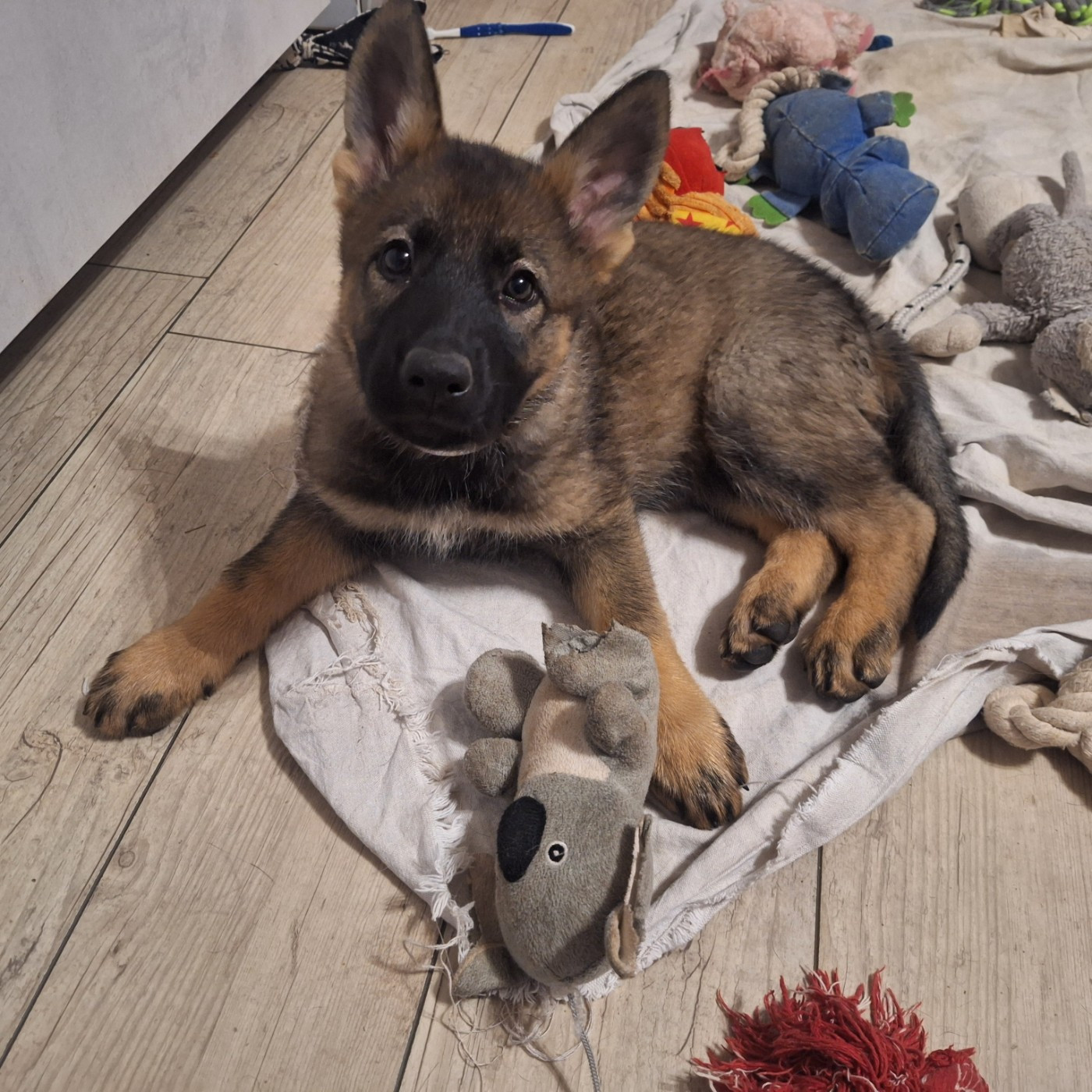 des orckis de l'adret - Chiots disponibles - Berger Allemand