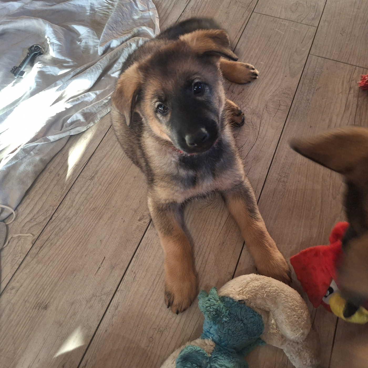des orckis de l'adret - Chiots disponibles - Berger Allemand