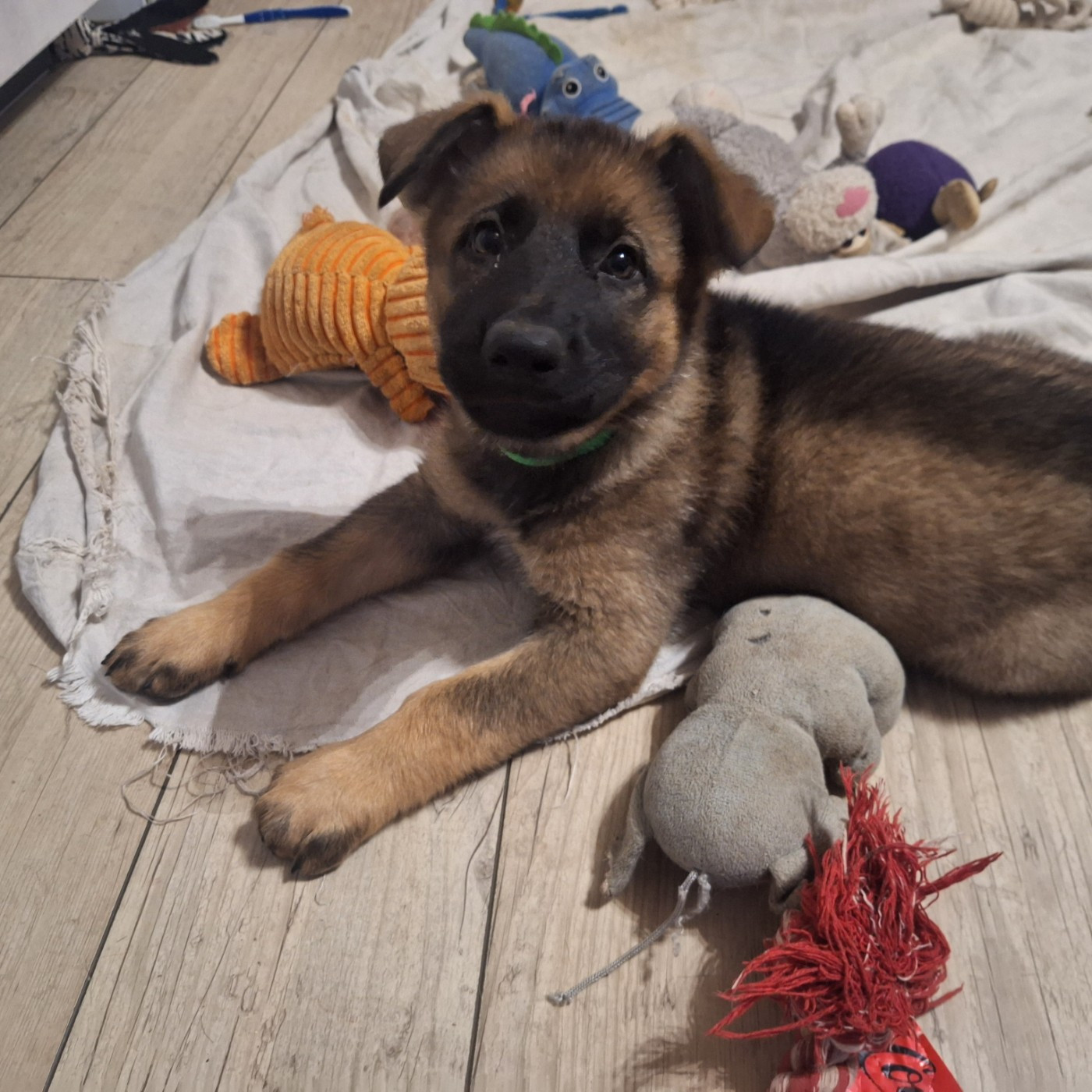des orckis de l'adret - Chiots disponibles - Berger Allemand