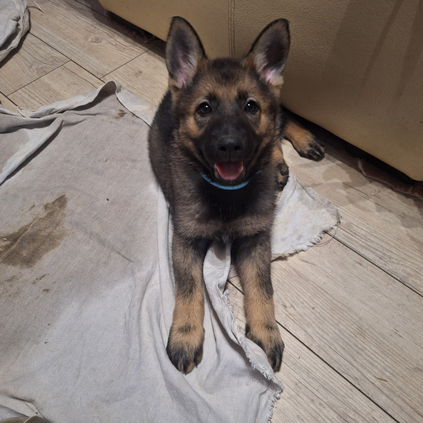 des orckis de l'adret - Chiots disponibles - Berger Allemand