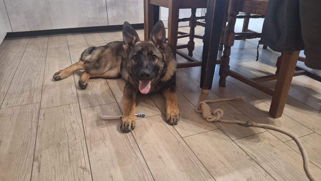 des orckis de l'adret - Chiots disponibles - Berger Allemand