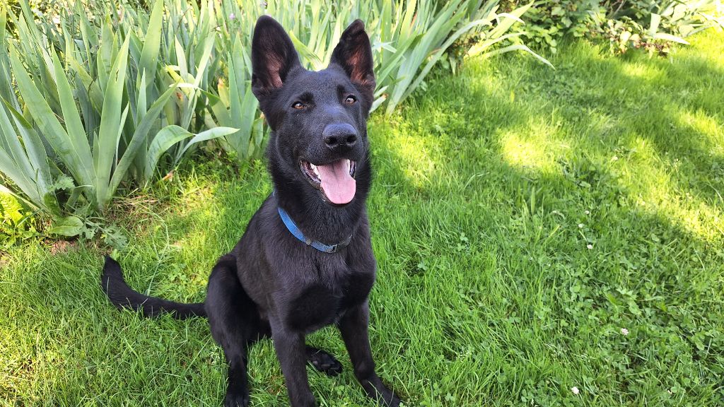 des orckis de l'adret - Chiots disponibles - Berger Allemand