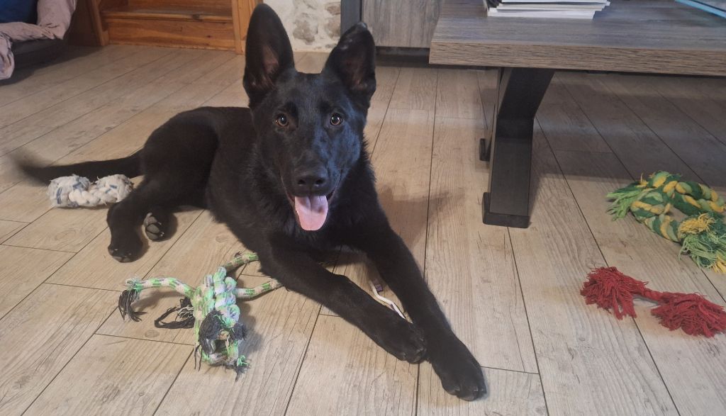 des orckis de l'adret - Chiots disponibles - Berger Allemand