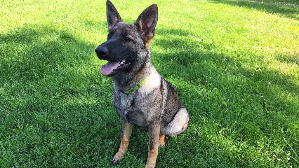 des orckis de l'adret - Chiots disponibles - Berger Allemand