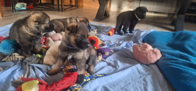 CHIOT 4